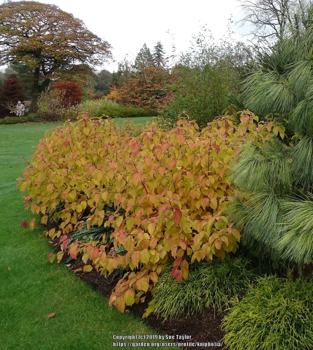Cornus sanguinea 'Anny's Winter Orange'